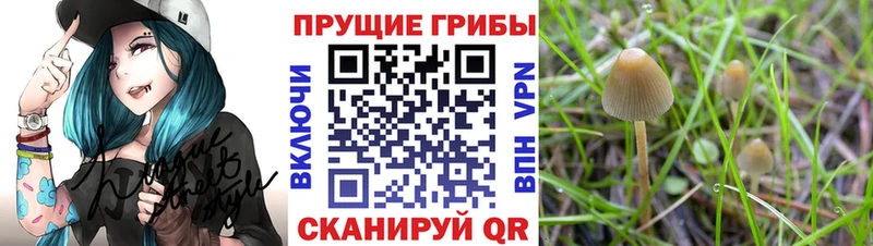 Псилоцибиновые грибы мицелий  нарко площадка официальный сайт  Стародуб 